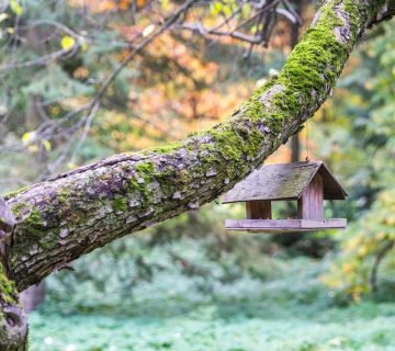 Waar hang je een vogelhuisje op